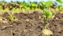 اهمیت خاک در کشاورزی به علت چیست